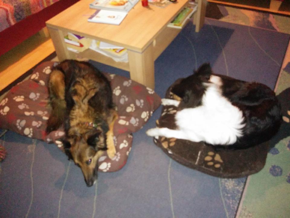 2015_10_27 bella und joy 002.jpg